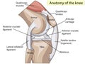 Anatomy. Structure knee joint vector