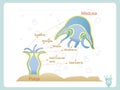 Anatomy structure scheme of polyp and medusa for school biology