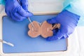 Anatomy student dissecting a sheep kidney Royalty Free Stock Photo