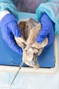 Anatomy student holding a dissected sheep heart