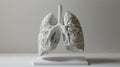 Anatomy Study: Realistic Human Lung Model for Medical Education Royalty Free Stock Photo