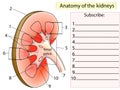 Anatomy. Subscribe Kidney Cross Section Showing the major parts Royalty Free Stock Photo