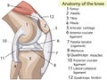 Anatomy. Subscribe. Structure knee joint raster Basic Medical Education