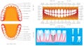 Anatomy of teeth