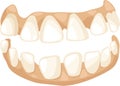 Anatomy teeth vector