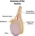 The Anatomy of the Testicle