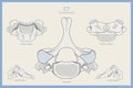 Anatomy of the 7th Cervical Vertebra. Vertebra Prominens C7. Anterior, Posterior, Lateral and Top View. Illustration for Education Royalty Free Stock Photo