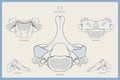 Anatomy of the 7th Cervical Vertebra on Russian. Vertebra Prominens C7. Anterior, Posterior, Lateral and Top View. Illustration Royalty Free Stock Photo
