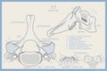 Anatomy of the 7th Cervical Vertebra on Russian. Vertebra Prominens C7. Anterior, Posterior, Lateral and Top View. Illustration Royalty Free Stock Photo