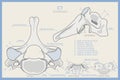 Anatomy of the 7th Cervical Vertebra. Vertebra Prominens C7. Anterior, Posterior, Lateral and Top View. Illustration for Education Royalty Free Stock Photo