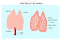 Anatomy of the thymus gland.