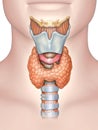 Anatomy of the thyroid gland Royalty Free Stock Photo