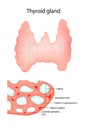 Anatomy of the Thyroid Gland.