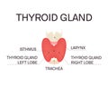 Anatomy of thyroid gland