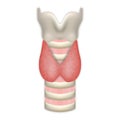 Anatomy Of Thyroid Gland With Trachea And Larynx. Medical Symbol Of Endocrinology System Or Hormone Secretion. Vector