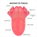 Anatomy of tongue illustration Royalty Free Stock Photo