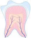 Anatomy tooth Royalty Free Stock Photo