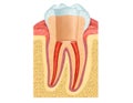Anatomy of the tooth Royalty Free Stock Photo