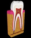Anatomy: Tooth cut or section isolated Royalty Free Stock Photo