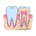 Anatomy of the tooth. Sketch style drawing. Infographics in dentistry. Vector illustration