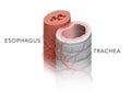 Anatomy of Trachea and Esophagus Royalty Free Stock Photo