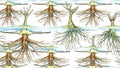 Anatomy of tree root systems Royalty Free Stock Photo