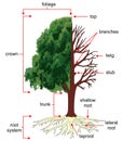 Anatomy of the tree or Structure of a tree.