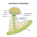 Anatomy of trichome with biological model structure closeup outline diagram