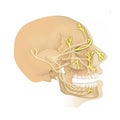 Anatomy of the Trigeminal nerve