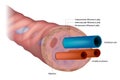 The anatomy of the umbilical cord. Cross-sectional diagram of human umbilical cord.