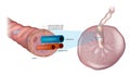 Anatomy of the umbilical cord. Cross-sectional diagram of human umbilical cord. Fetal Circulation. Biology of the Human Royalty Free Stock Photo