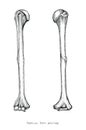 Anatomy of upper human arm bones hand drawing vintage style,Human humerus Royalty Free Stock Photo