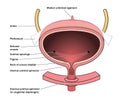 Anatomy of the urinary bladder