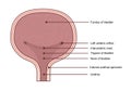Anatomy of urinary bladder. Medical diagram concept.