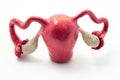 Anatomy of uterus, fallopian tubes and ovaries on example of anatomical model of female genital organ. Concept for study of anatom Royalty Free Stock Photo