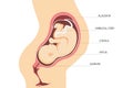 Anatomy of the uterus with a fetus. Pregnancy.