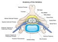Anatomy of the vertebra of human infographic diagram Royalty Free Stock Photo