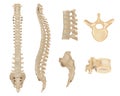 Anatomy of Vertebral column and vertebrae. Human spine vertebral bones. Medical illustration. Skeletal system