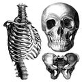 Anatomy - Victorian Anatomical Drawings