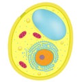 Anatomy of Yeast cells.