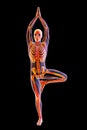 Anatomy of Yoga Tree pose, or Vrikshasana