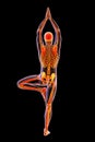 Anatomy of Yoga Tree pose, or Vrikshasana