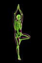 Anatomy of Yoga Tree pose, or Vrikshasana