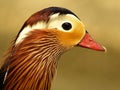 Anatra mandarina 01 Royalty Free Stock Photo