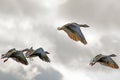 Four Greylag geese flying in formation Royalty Free Stock Photo