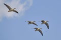 Four Greylag geese flying in formation Royalty Free Stock Photo