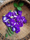 Anchan Purple flower Royalty Free Stock Photo