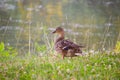 Anchid duck female Royalty Free Stock Photo