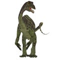 Anchisaurus Jurassic Dinosaur