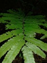 Anchistea is a genus of leptosporangiate ferns in the family Blechnaceae Royalty Free Stock Photo